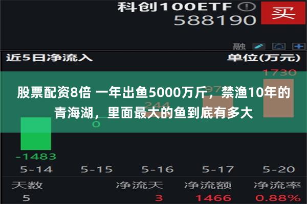 股票配资8倍 一年出鱼5000万斤，禁渔10年的青海湖，里面最大的鱼到底有多大